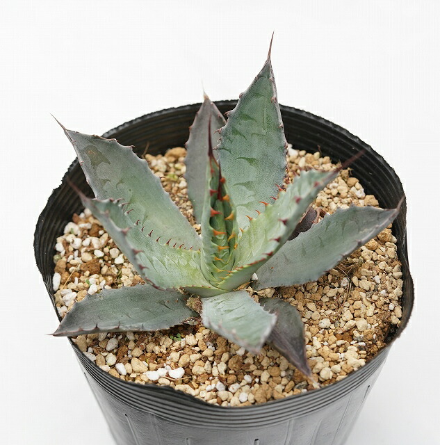 アガベ・ワコマヒー 5号ポット | | アガベ（リュウゼツラン） | 四国