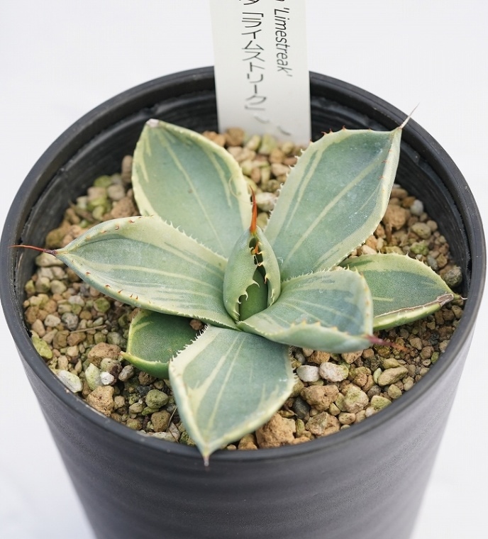 アガベ パリートランカータB 実生株 約25cm 特選株】アガベ・パリー