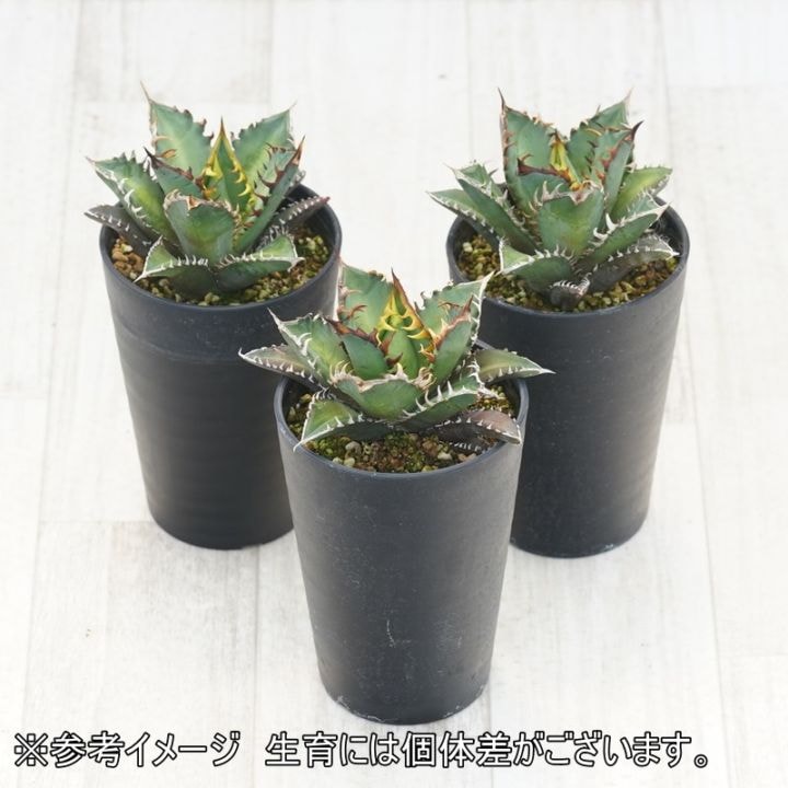 アガベ・チタノタ「レッドキャット・ウィーズル」 3.5号鉢