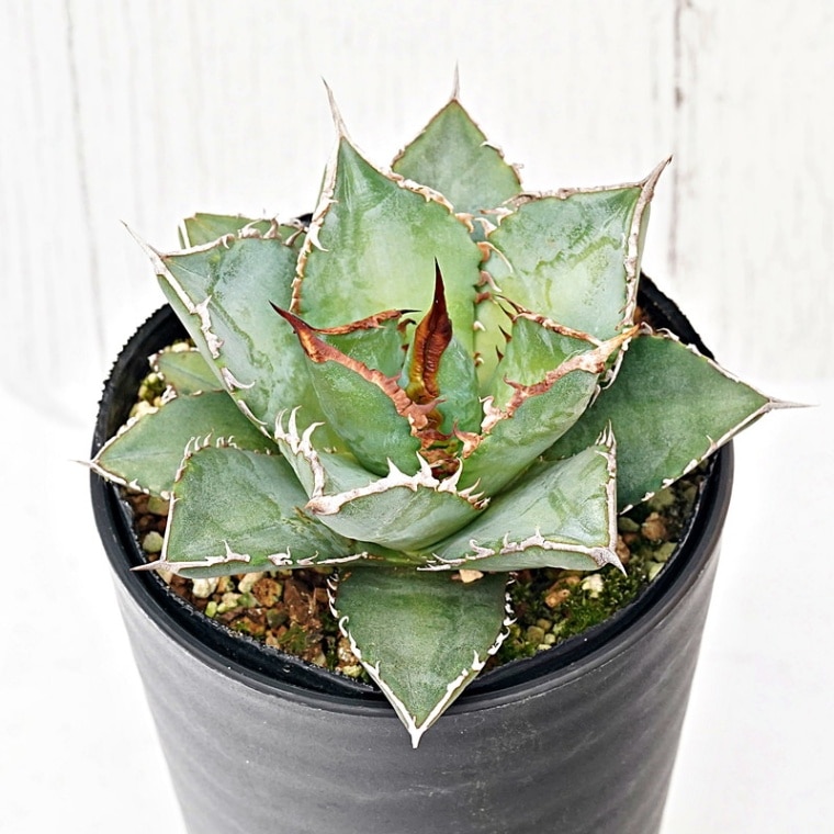 XL SIZE 植木鉢 作家鉢 アガベ グラキリス チタノタ 海王 赤猫 阿修羅