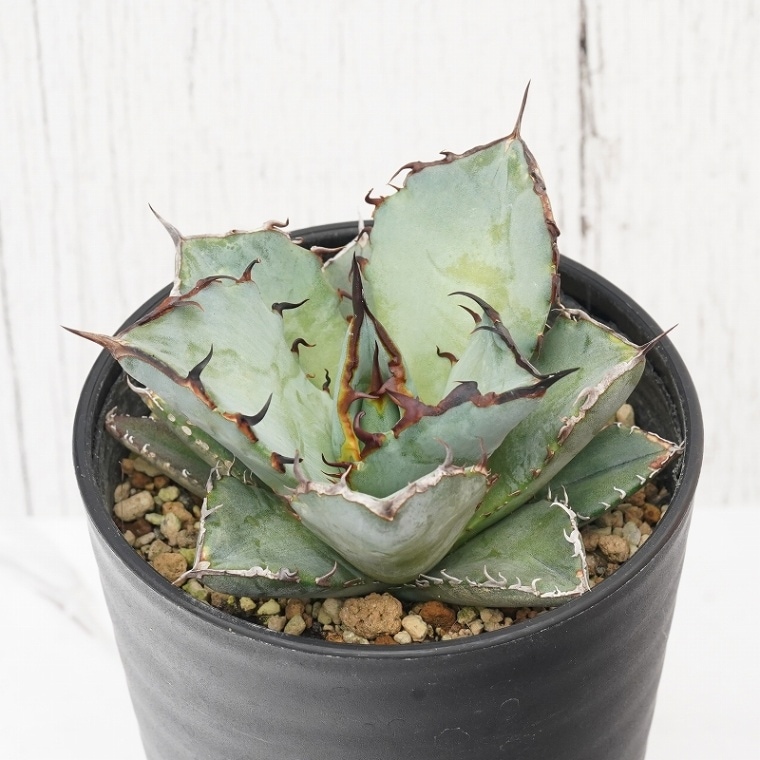 アガベ・チタノタ「黒犀牛（クロサイ）」 3.5号鉢 | | チタノタ銘品