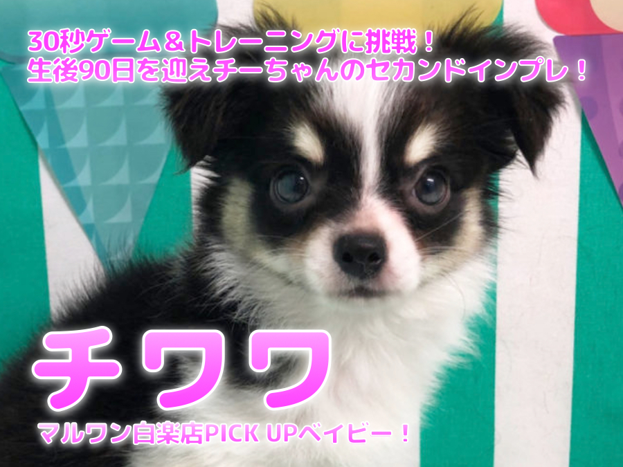 チワワ 】30秒ゲーム＆トレーニングに挑戦！生後90日を迎えチーちゃん