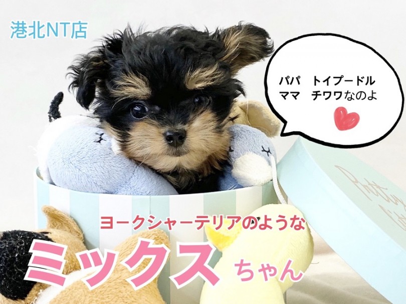 MIX 】健康体型ドワーフ！トイプー×チワワのプーチー登場！ | マルワン