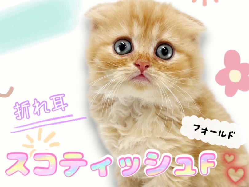 スコティッシュフォールド 】希少な垂れ耳、幸運を呼ぶまん丸猫ちゃん