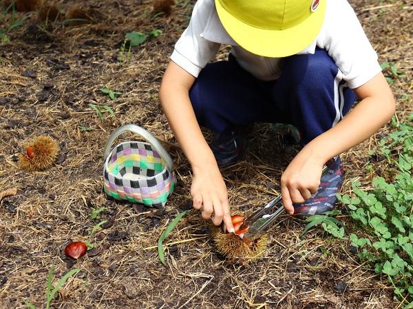 マロンパーク2025開園しました！ – いが栗の里 中津川マロンパーク