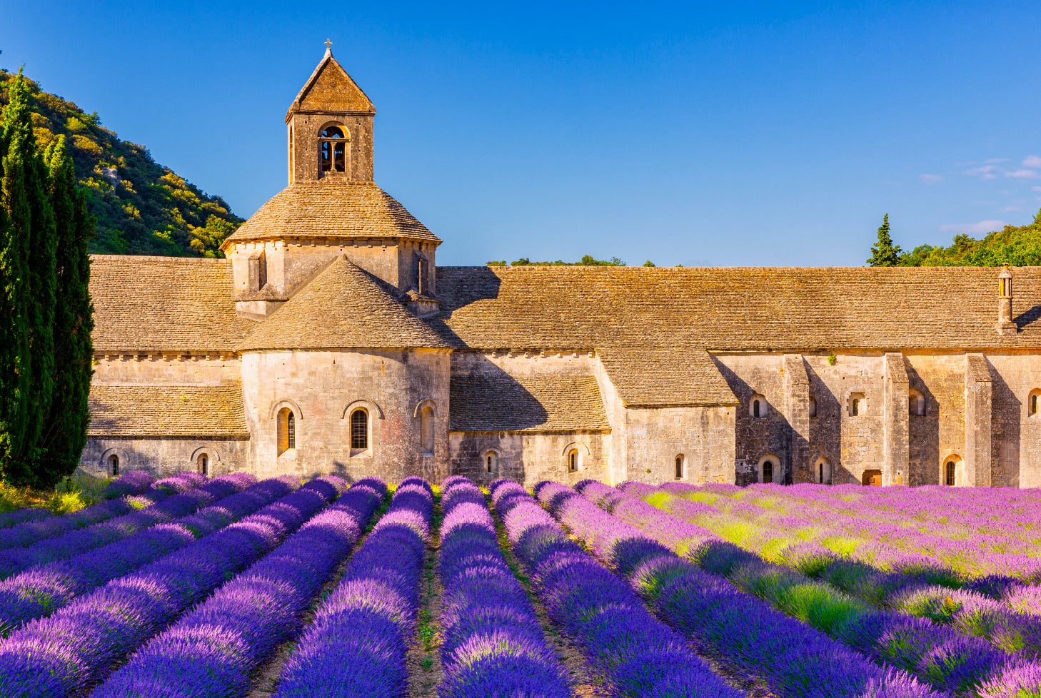 Healthy HONEY Vol.4 フランス紀行：セナンク修道院のラベンダー