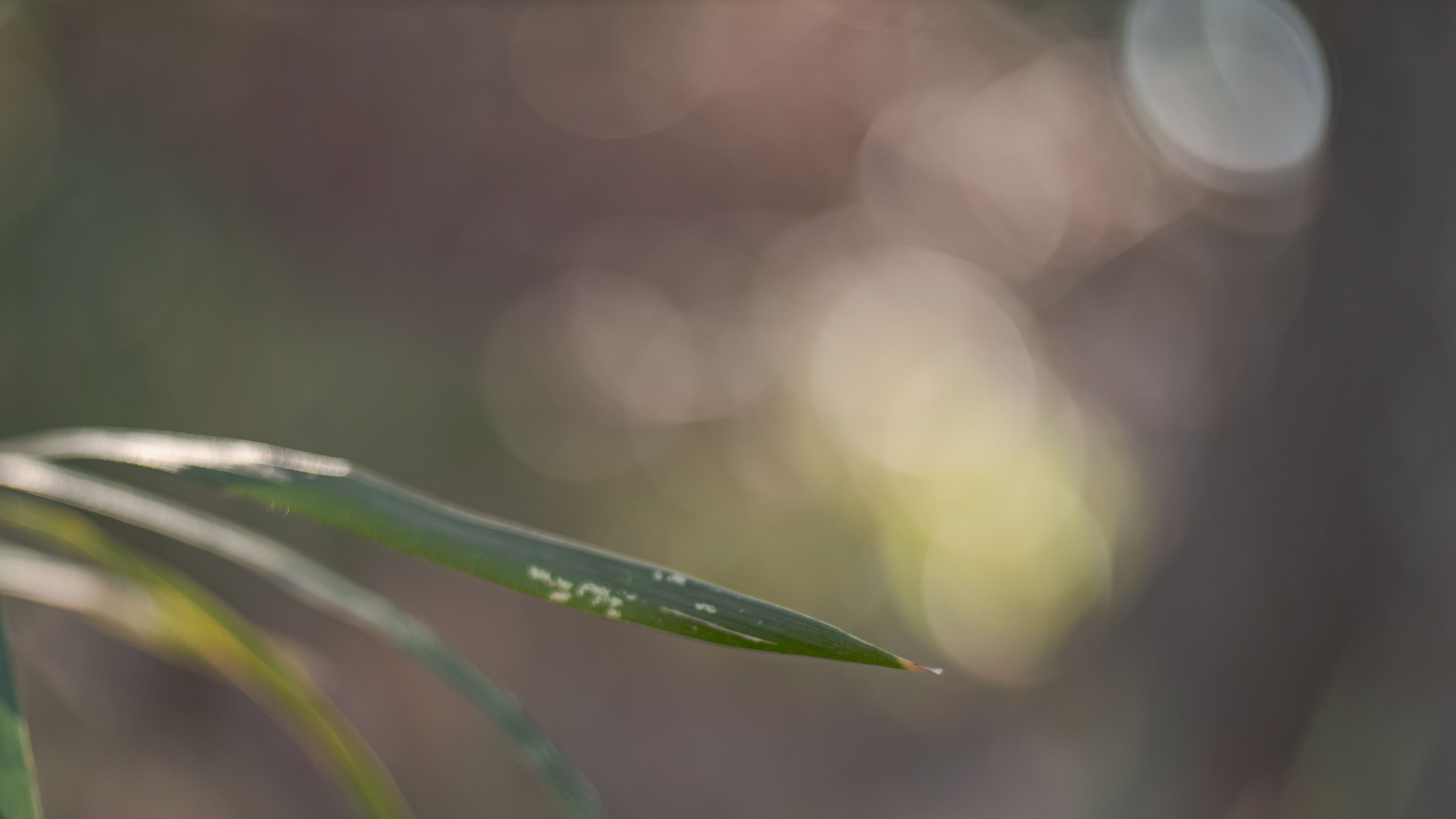 ぐるぐるボケ＆逆光耐性なさすぎ クセ強め MCヘリオス77M-4 50/1.8 M42