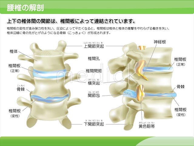 腰椎の解剖の説明スライド - 医療のイラスト・写真・動画、素材販売
