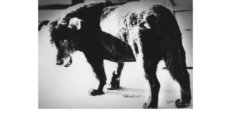 森山大道の東京 ongoing