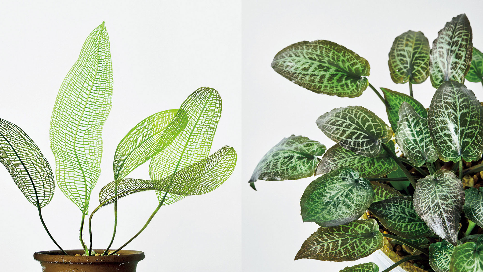 珍奇植物図鑑。水草を観葉植物のように楽しむ「水生植物