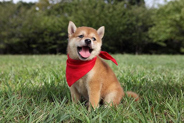 マメシバ一郎 フーテンの芝二郎 : 作品情報・キャスト・あらすじ