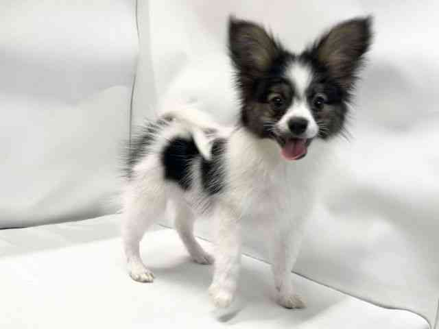 パピヨン | ひごペットフレンドリー 【 公式サイト 】