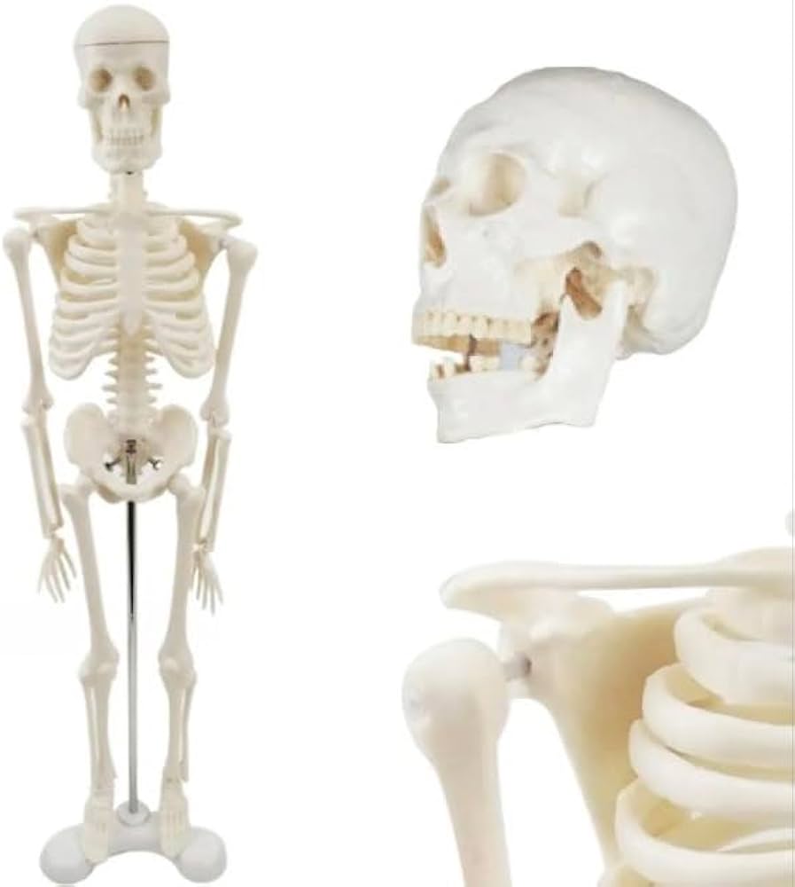 Amazon.co.jp: 【卓上で本格の動き・全身骨格模型】 45cm 1/4サイズ