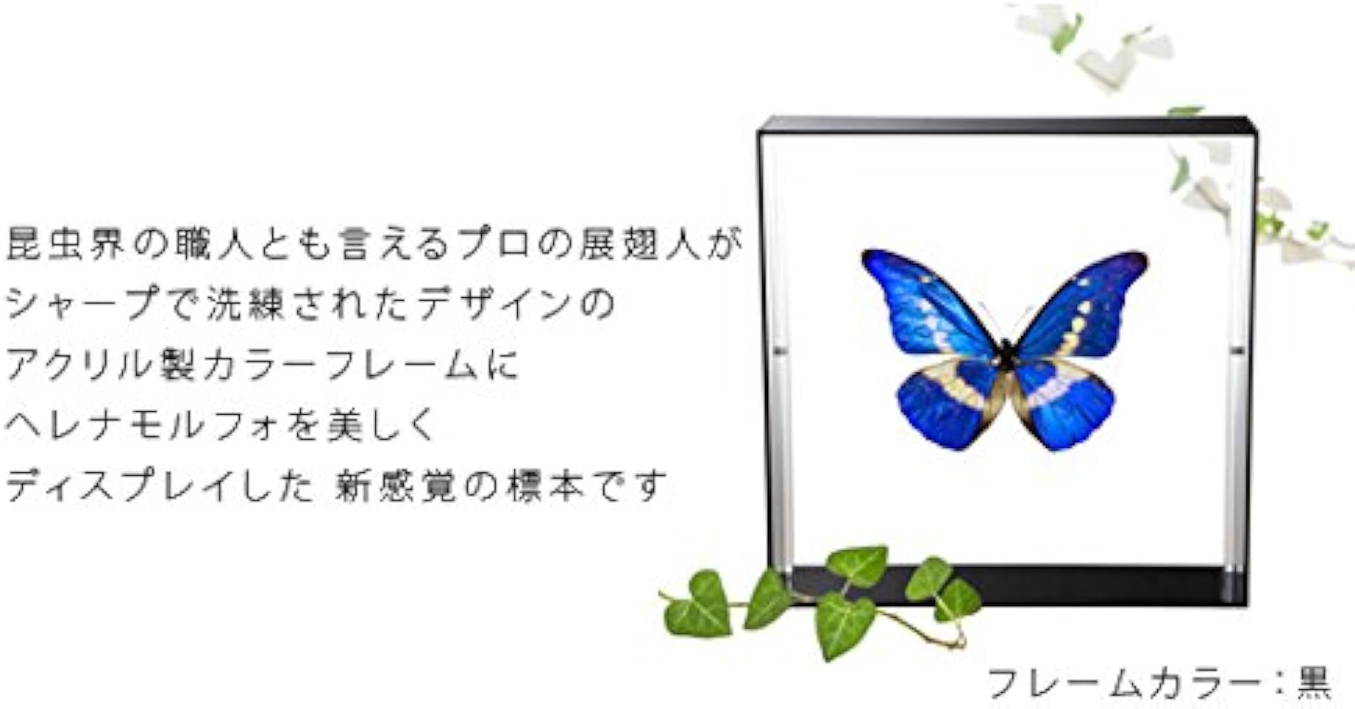 Amazon.co.jp: 蝶の標本 ヘレナモルフォ Morpho helena モルフォチョウ