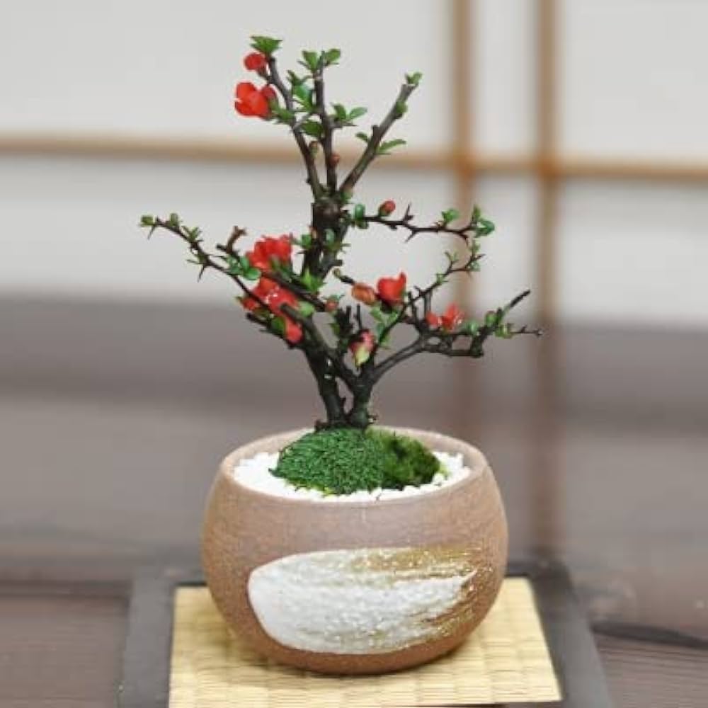 Amazon.co.jp: 盆栽妙 長寿梅 茶丸 ミニ盆栽 花 鉢植 プレゼント