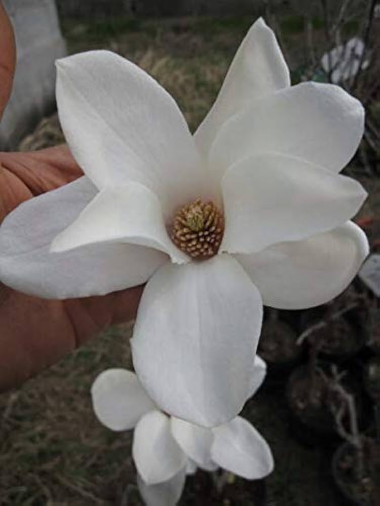 Amazon.co.jp: 白木蓮 白モクレン苗植木苗 スノーホワイトモクレン