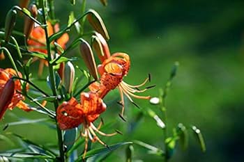 Amazon.co.jp: Mitakon Zhongyi Creator 135mm f/2.8 フルフレーム