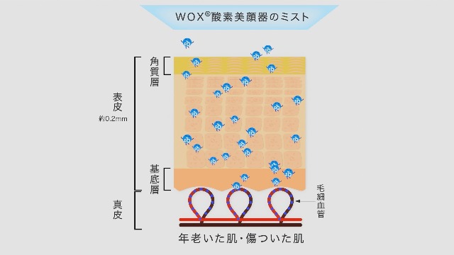 Amazon.co.jp: パラダイスファクトリー WOX (R) 酸素美顔器 スターター