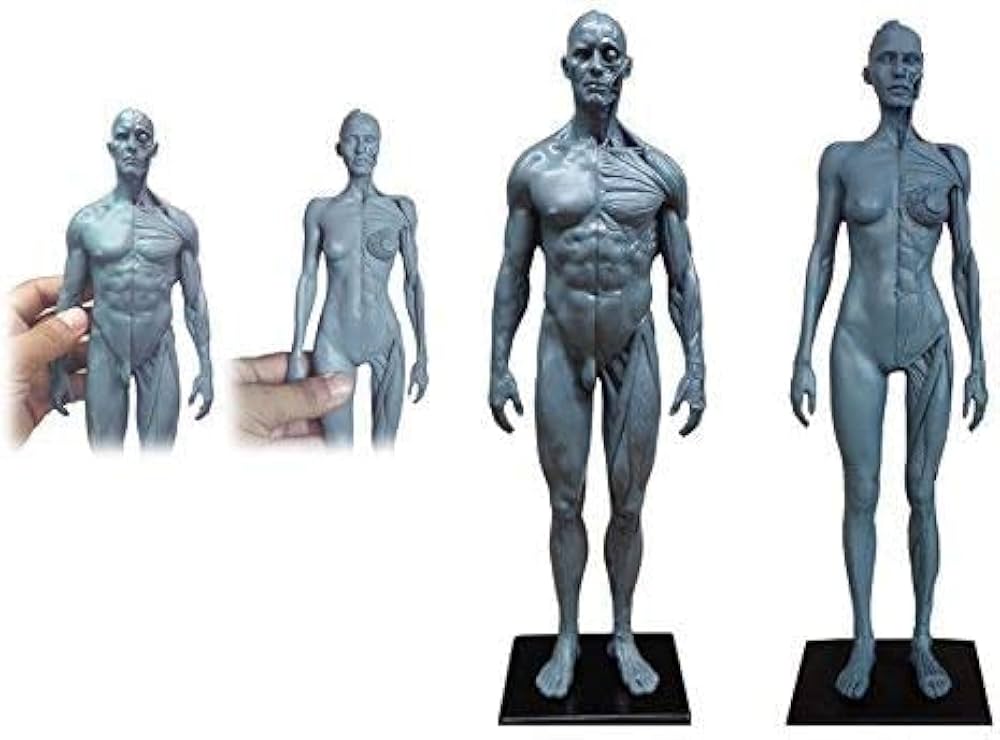 Amazon.co.jp: 人体模型 人体モデル 男性と女性 1セット 11インチ 約
