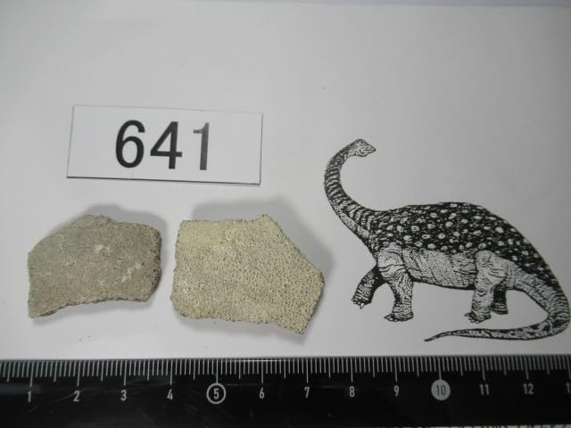 Amazon | 恐竜サルタサウルスの卵の殻2個セットNo.641 303 | 化石