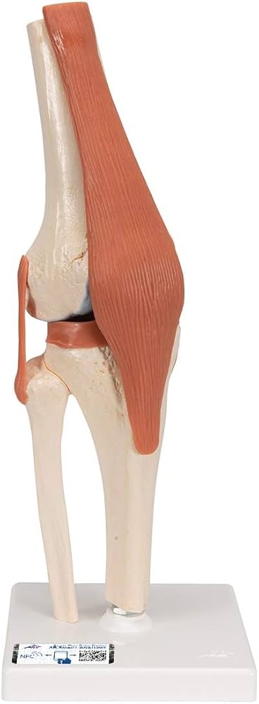 Amazon.co.jp: 可動型の膝関節模型，伸縮性のある靭帯付き，関節面を