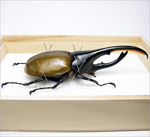 Amazon.co.jp: 虫の標本 ヘラクレスオオカブト Dynastes hercules