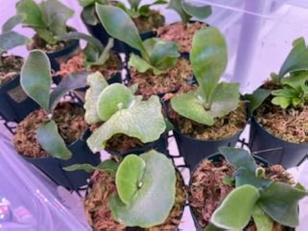 Amazon.co.jp: frog_yamato【vellii ベリー】hillii has × veichii