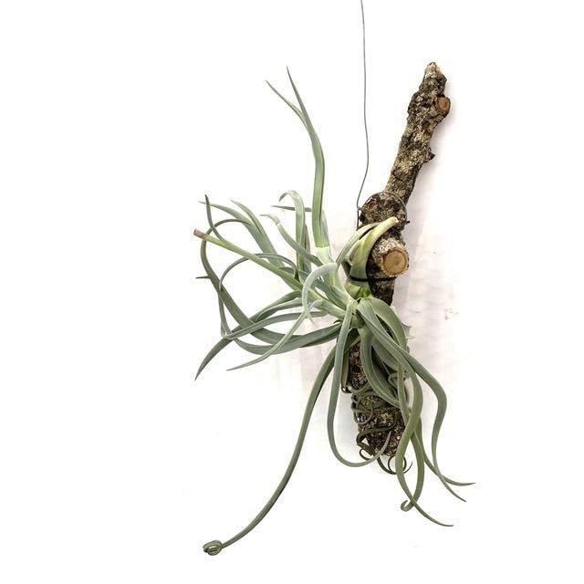 Amazon.co.jp: (現品) チランジア ドゥラティ (No.22071) (エアー