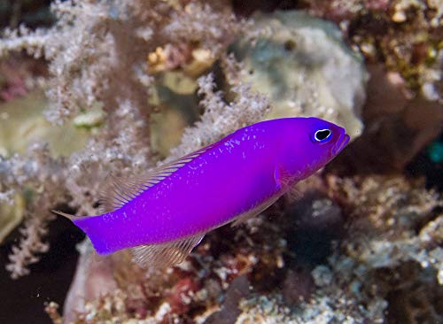 紫の魚10選！飼育できる淡水・海水で鮮やかなパープルを持つ魚たち