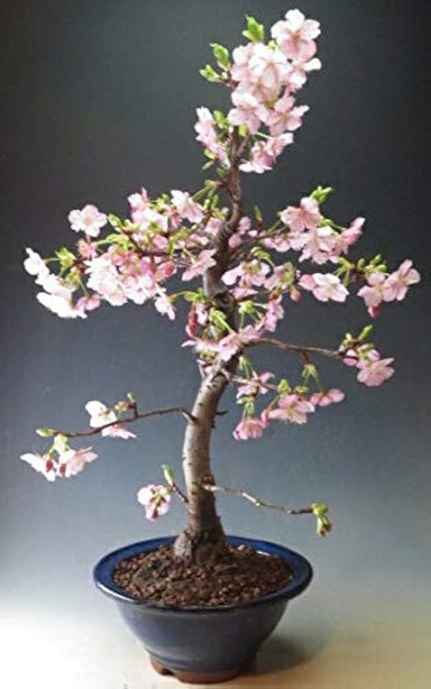Amazon.co.jp: 桜盆栽 珍しい 花芽付き！河津桜の鉢植え 大 2025春開花