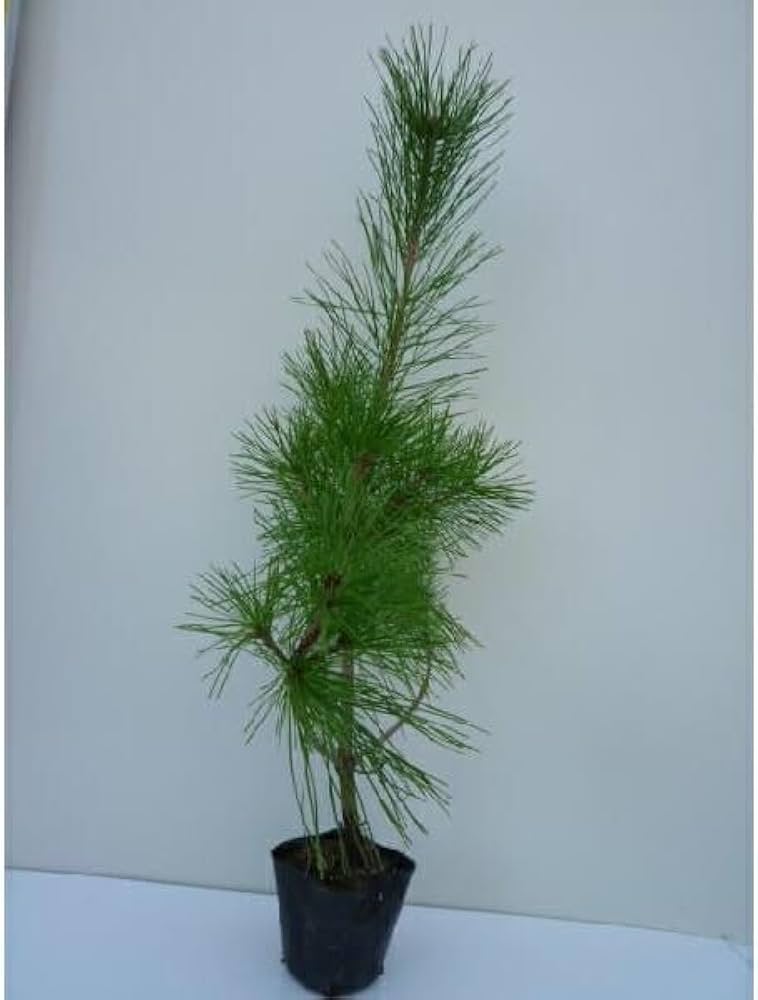 Amazon.co.jp: 苗/苗木 アカマツ 樹高0.3m前後 10.5cmポット 赤松 (雌