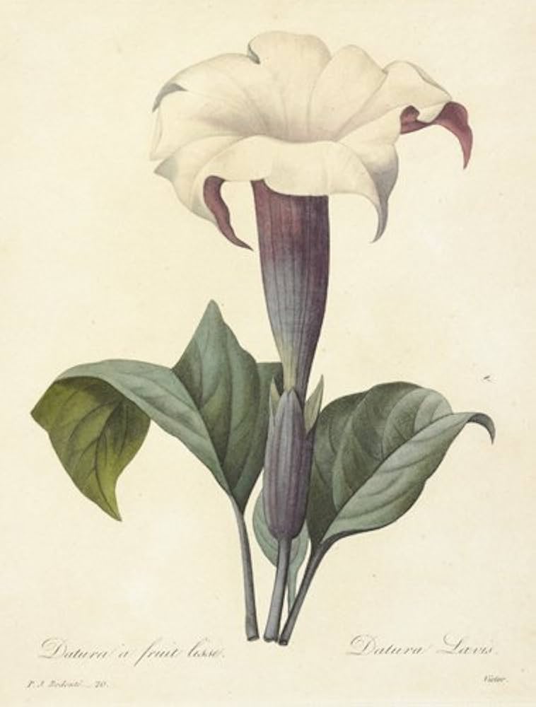 Amazon.co.jp: 美花選 : ピエール=ジョゼフ・ルドゥーテ: 本