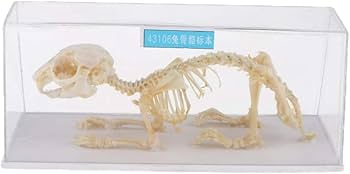 Amazon | 動物骨格モデル ウサギの骨標本 子供 科学自然 おもちゃ