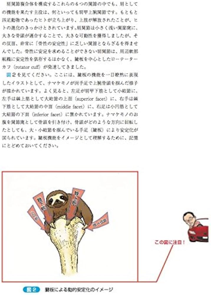 林典雄の運動器疾患の機能解剖学に基づく評価と解釈 上肢編 (運動と