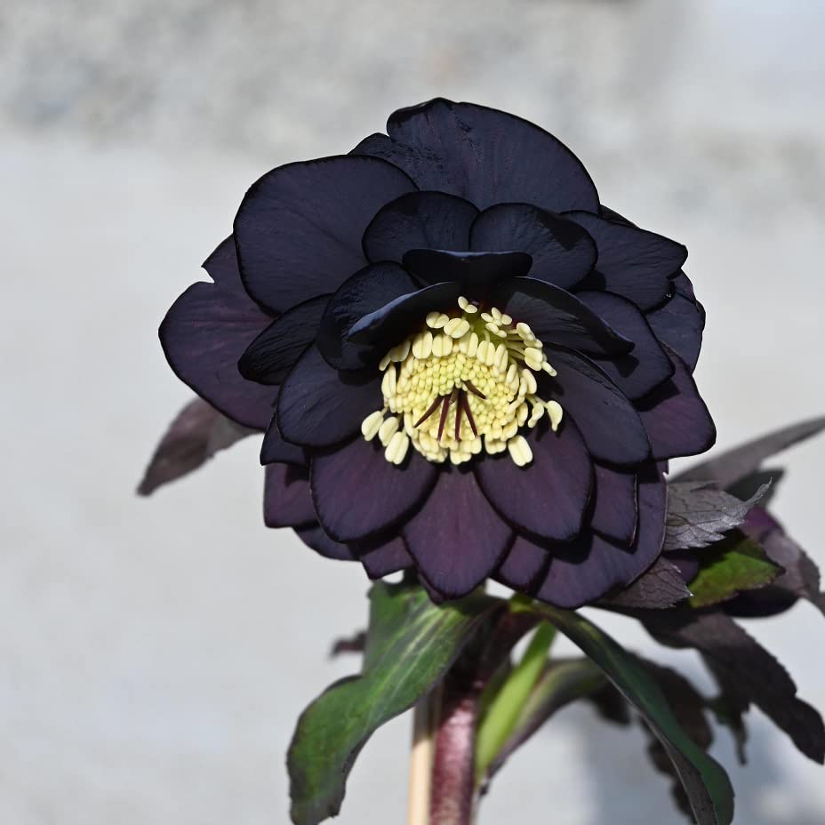 クリスマスローズ 開花予定株 小輪剣弁ブラック×八咫烏 クリスマス
