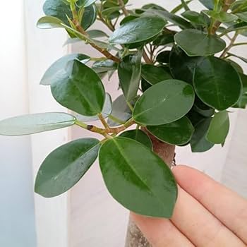 Amazon｜ガジュマル：パンダガジュマル 6号鉢植え*[かわいい植物