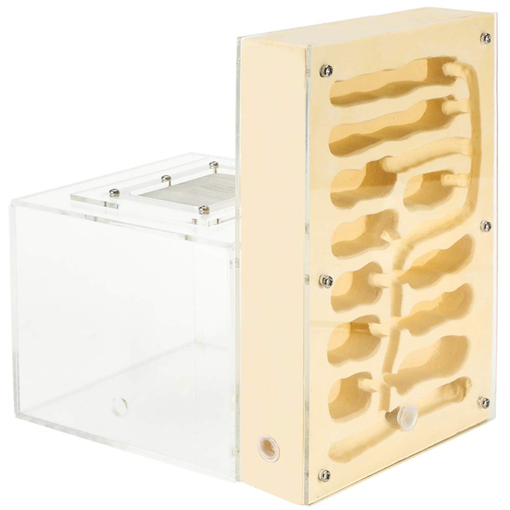 Amazon | EnergyPower アリ飼育キット 石膏製巣箱 大型 アリ活動