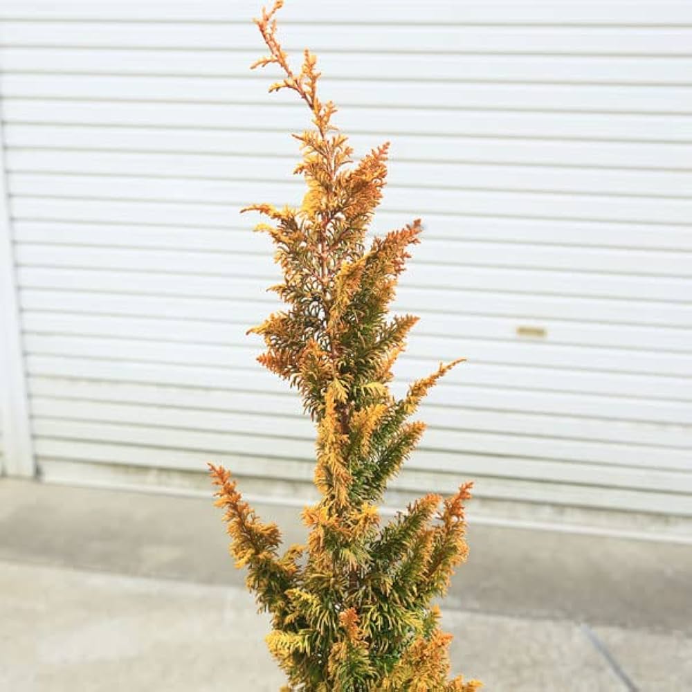 Amazon.co.jp: 庭木 植木：孔雀ヒバ＊クジャクヒバ くじゃくひば 孔雀