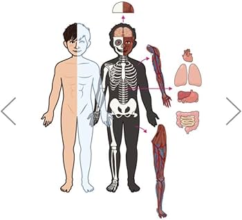 Amazon.co.jp: ポルノグラフィティ 人体模型 昭仁 Model、晴一Model 2