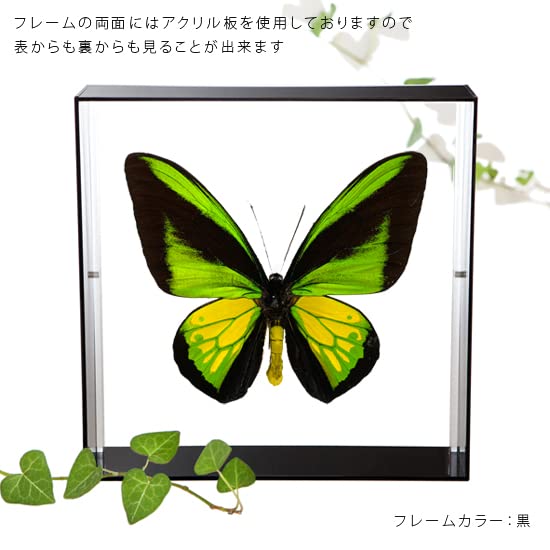 Amazon.co.jp: 蝶の標本 ゴライアストリバネアゲハ O.goliaths