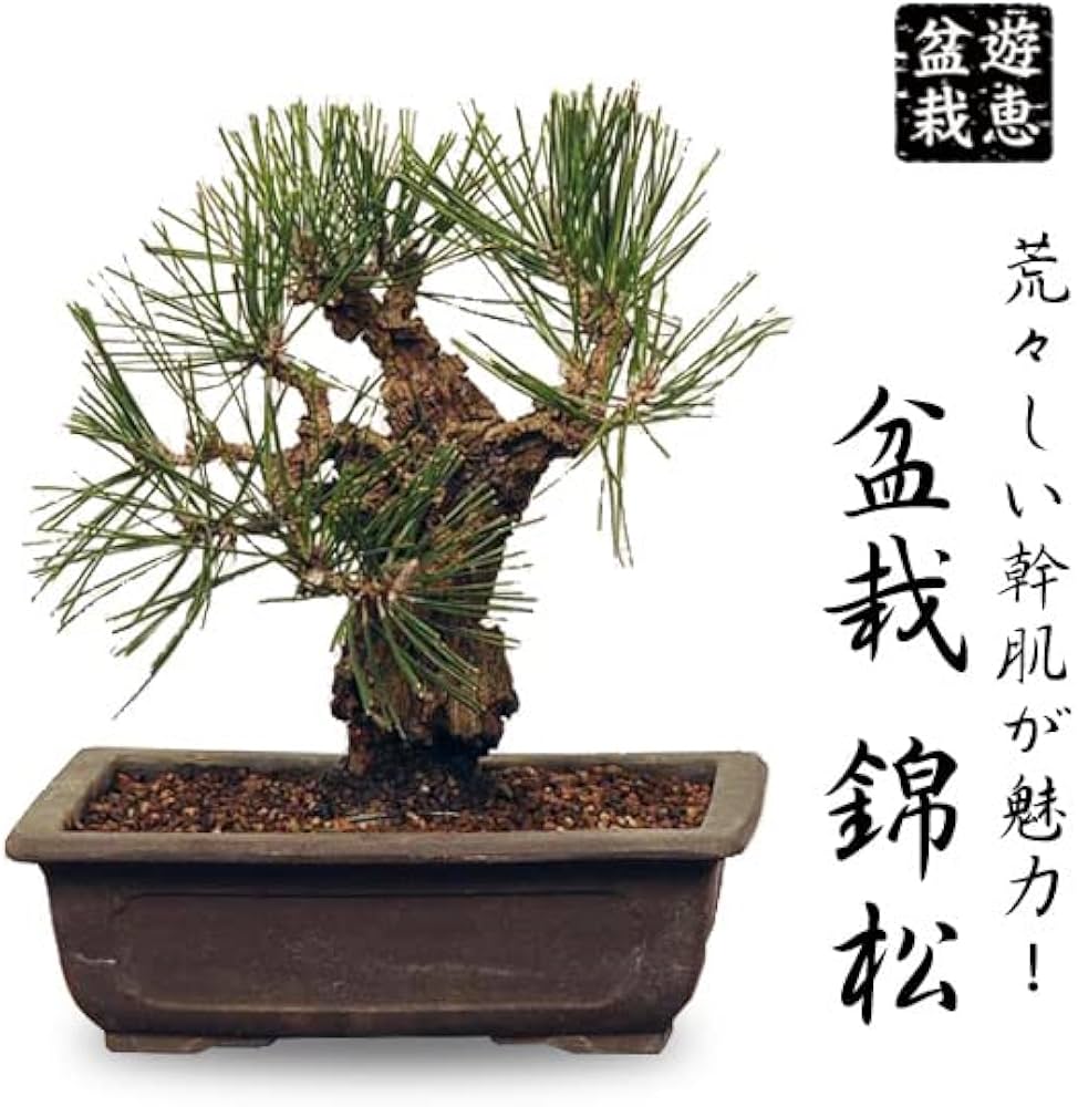 Amazon | 中品盆栽：錦黒松* 錦松幹肌ニシキマツにしきまつ bonsai | 盆栽