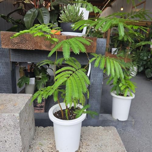 観葉植物 エバーフレッシュ 7号」の人気商品一覧 | 安い商品を通販