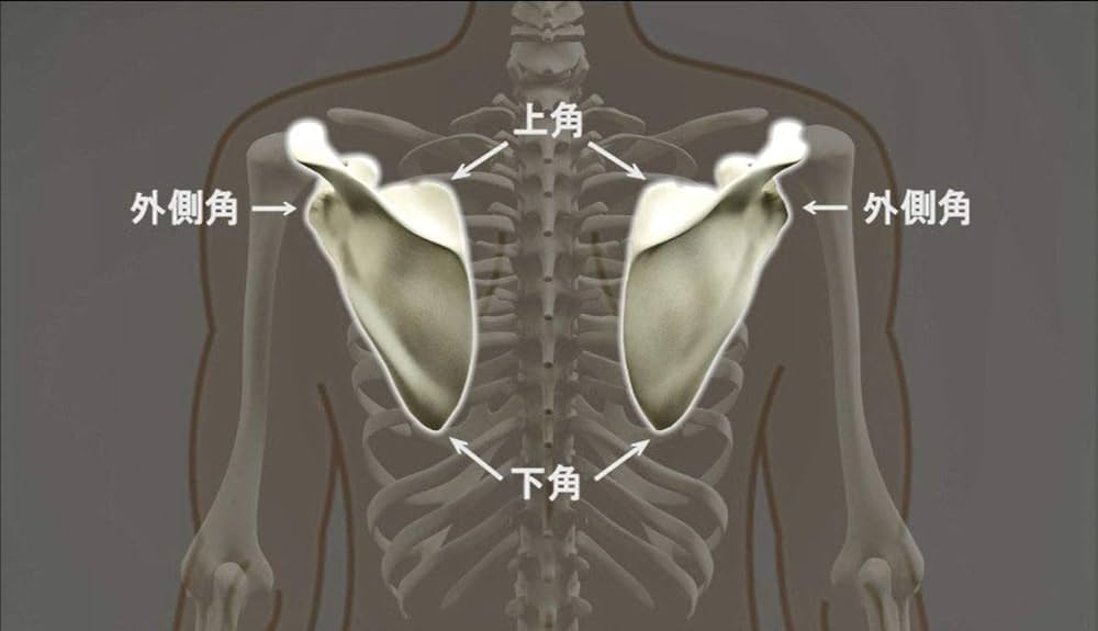 DVD】明日からできる! 福辻式肩甲骨はがし (DVD-Video) | 福辻鋭記 |本