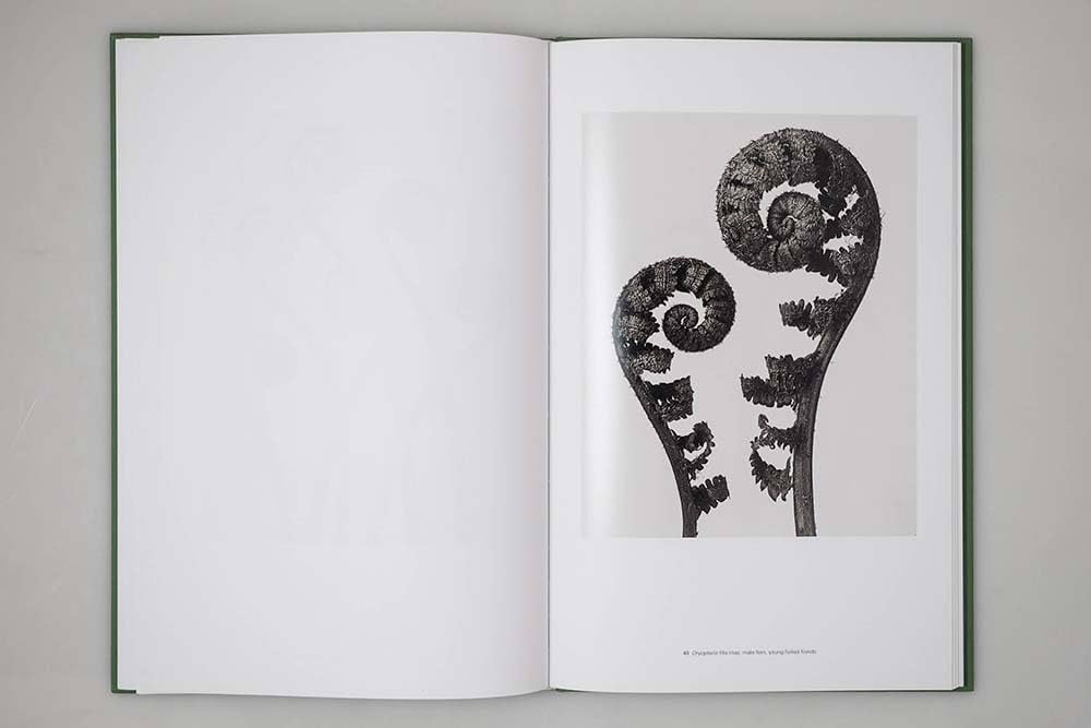 Amazon.com: Karl Blossfeldt: Masterworks: 9781942884132