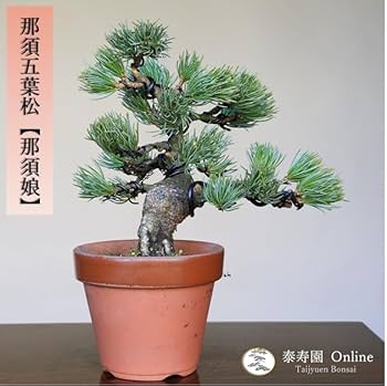 51OcU5wc2gL._AC_UF350,