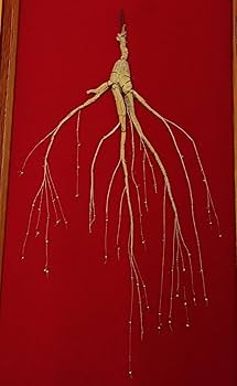 Amazon.co.jp: 最高級高麗人参 長白山野山参 国家指定鑑定書木箱付