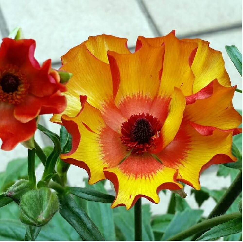 Amazon | ラナンキュラス ラックス ミノアン 苗 4号ポット 耐寒性