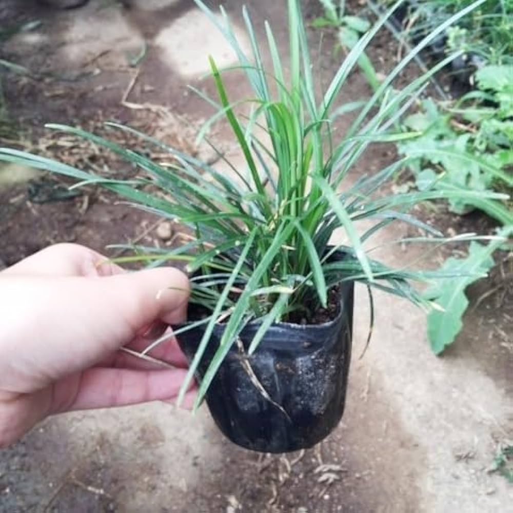 Amazon.co.jp: リュウノヒゲ（竜の髭） 選べるポット数 下草 苗