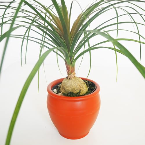 トックリラン」の人気商品一覧 | 安い商品を通販サイトから探す - 価格.com