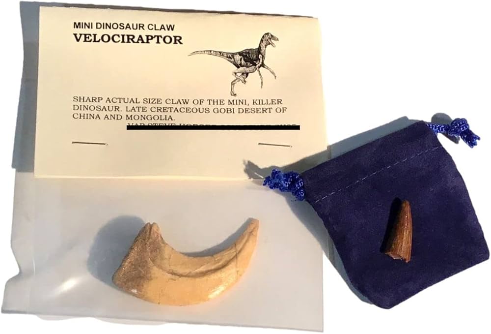 Amazon.co.jp: キャストレプリカ ヴェロキラプトル恐竜爪 ボーナス付き